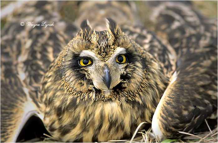 Short-eared Owl 111 by Dr. Wayne Lynch &copy;